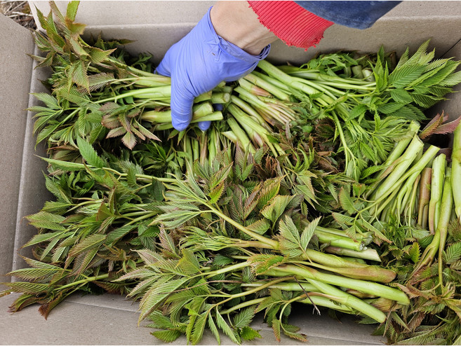 강원도 산지직송 눈개승마 삼나물 1kg, 2kg, 1개