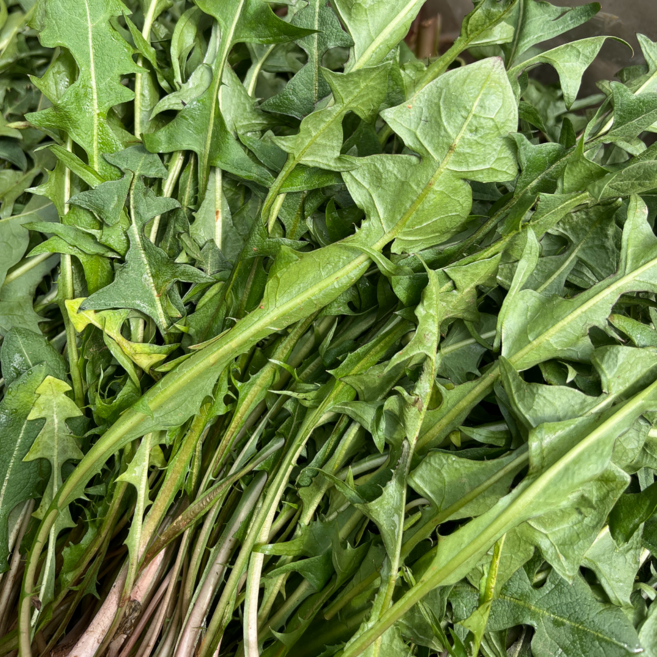 [첫출하특가] 민들레 국내산 생 민들레잎 나물, 1박스, 1kg