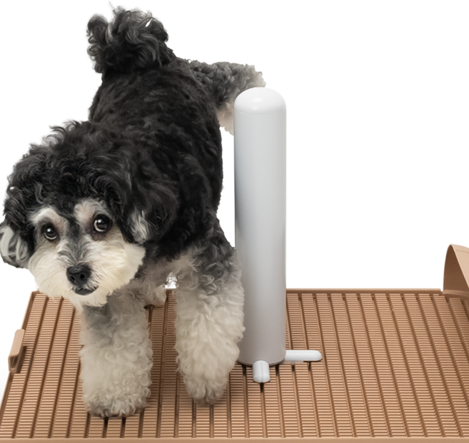 독톡 배변판 전용 봉봉이 수컷 강아지 마킹, 화이트, 1개