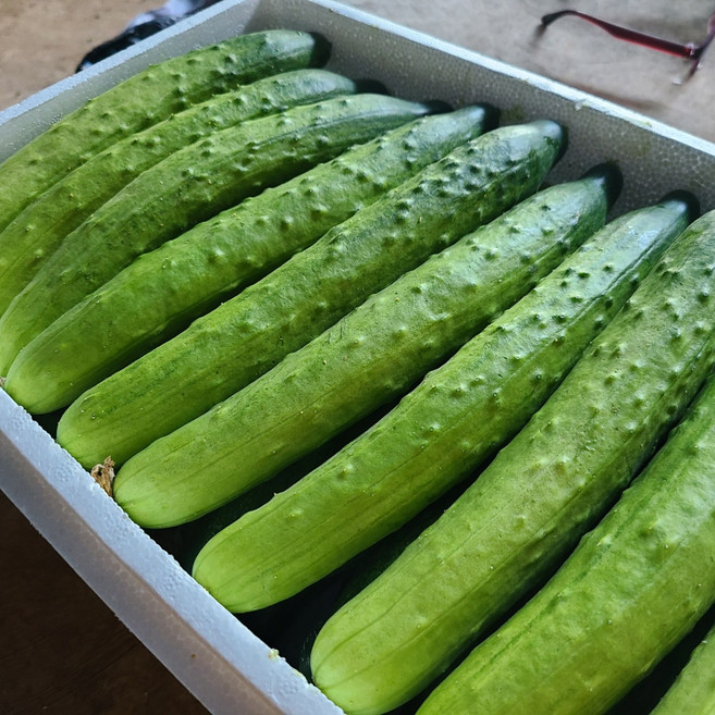 해밀농장 유기농 오이, 유기농오이, 10개