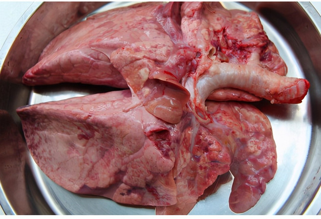 돼지생허파 한개, 1개