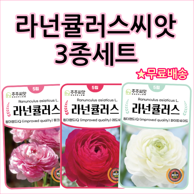 주주씨앗 라넌큘러스씨앗 3종세트 라난큘라스 꽃씨 종자 꽃씨몰 봄 여름 가을 겨울 꽃, 1개