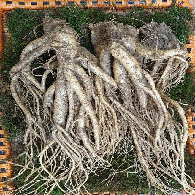 청청청 횡성도라지농가 약도라지명품1kg, 1박스, 1kg