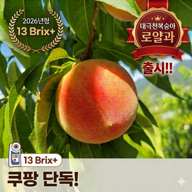 [산지직송] 당일수확 고당도 대극천 납작 복숭아 딱딱이 로얄과, 1개, 대극천복숭아 로얄과 300g (3-5과)