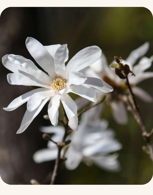 목련 스텔라타 17cm포트 흰색꽃나무 묘목 정원포인트수, 1개, 흰색