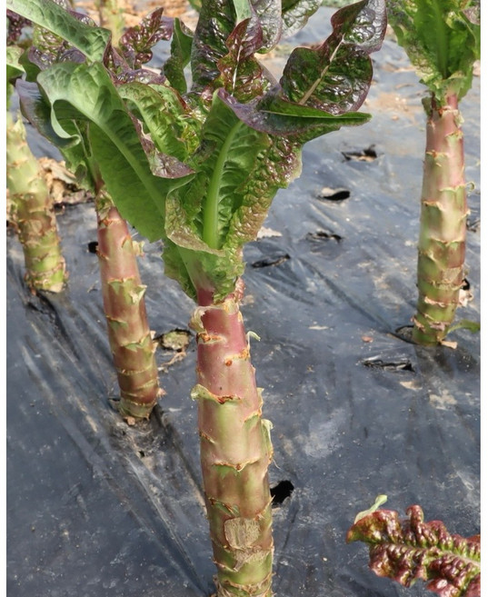 국산 유기농 궁채 레드궁채 뚱채 황채 궁채잎 줄기상추, 1박스, 1kg