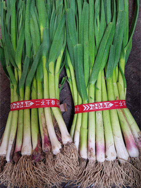 가락싱싱 풋마늘 잎마늘 1단(2kg내외), 1개, 2kg내외