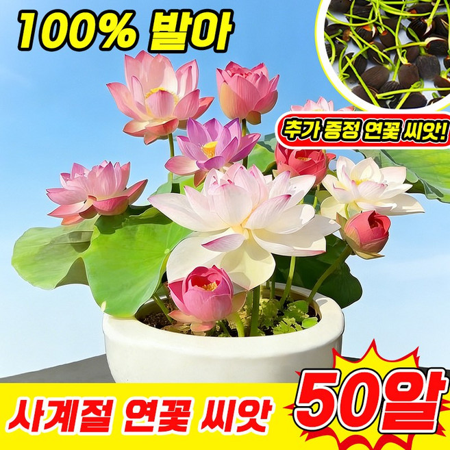 [재구매율 높음] 수경재배 미니 연꽃 씨앗 관상용 수경 재배 연꽃 씨앗 수련 연꽃씨앗 미니 그릇 행운 수반 연꽃 씨앗 혼합 색상 수경식물 실내식물 50알 TENFOC, 1개