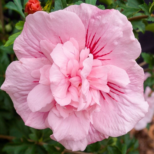 무궁화나무 핑크쉬폰 120L포트 신품종 네덜란드수입, 1개