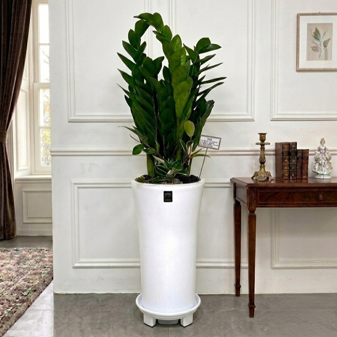 에코플랜트(서랍형받침증정+리본+당일배송) 금전수 개업 사무실 이전 병원 개원 식당 개업식 축하 화분, 01.금전수, 1개