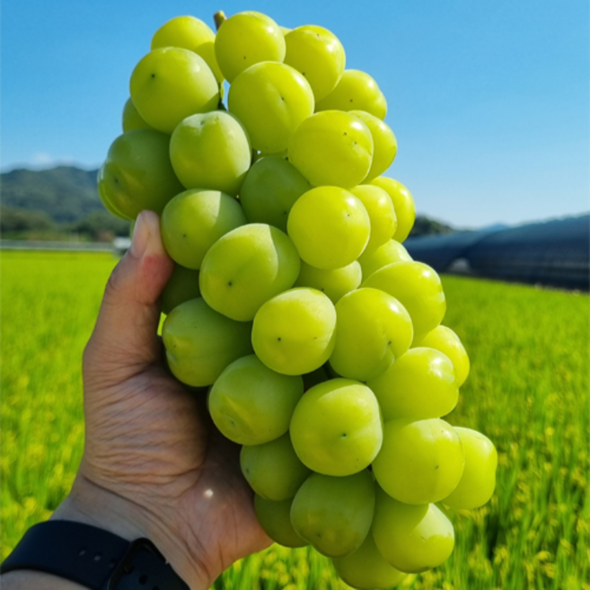 청정재배 선과장검수 18brix 진한향미 샤인머스켓, 1박스, 2kg
