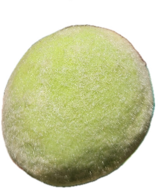 개복숭아 야생개복숭아 자연산개복숭아, 1박스, 2.5kg