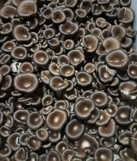 국내산 프리미엄 느타리버섯 버섯 느타리 당일채취 고기느타리버섯 느타리버섯2kg 우주농원야채 버서 mushroom 바섯 흑타리버섯2kg 대용량버섯 샤브샤브용버섯, 2kg, 1개