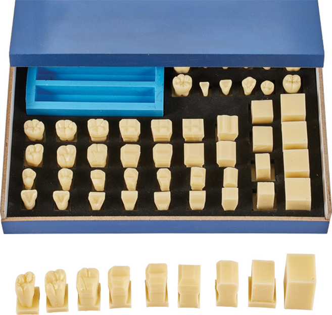 AM050/ 치아 형태학 치기공 실습교육 단계모형 9단계 조각 순서 왁스림 몰드포함, 1개