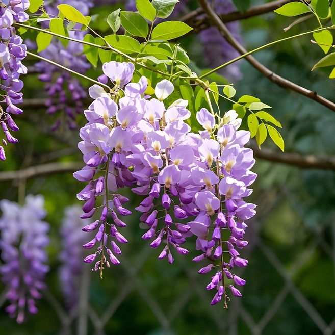 [충북농원] 등나무 국산 묘목 - 실생묘, 1개, 실생/1년생