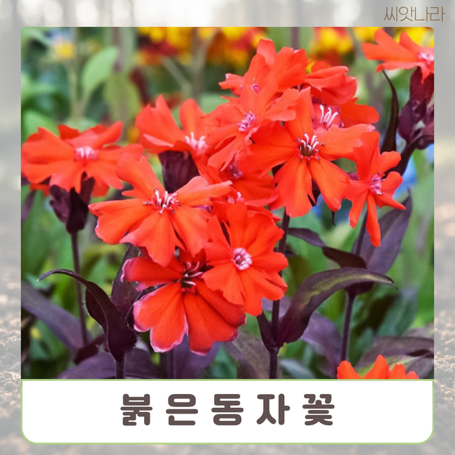 붉은동자꽃 씨앗 10립 꽃씨 나라 희귀 야생화 pur+8651KX