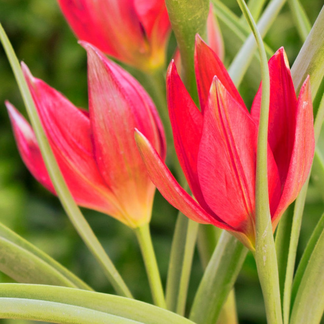 [Qgarden] 튤립구근 botanical 타이니 티모 5구 유럽직수입 초특가 원종튤립, 5개