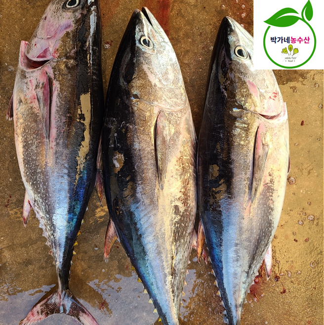 동해안 생물 참다랑어 통참치 참치회, 1개, [급냉]참치[통1마리]손질전(2.5-4kg)