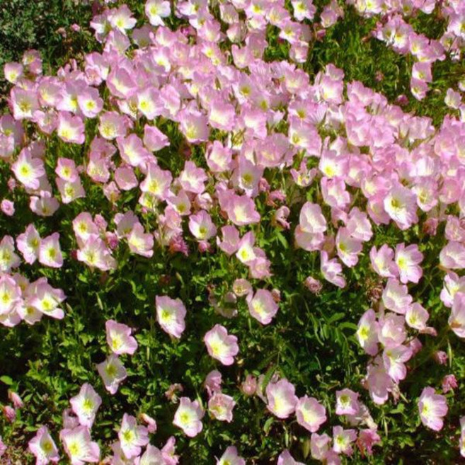 어린모종-분홍낮달맞이 비닐포트 5개묶음 GC081