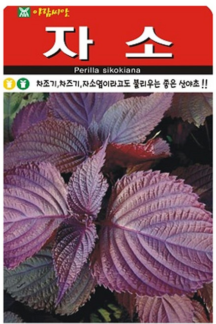 SN월드 씨앗 민속특수씨앗 약초 곰취 냉이 와송 삼채 더덕 도라지 당귀 잔디, 1개