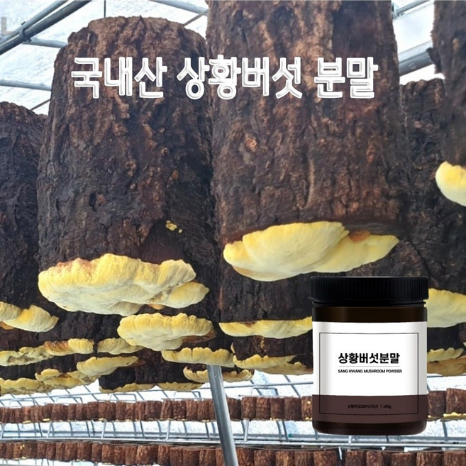 국내산 상황 버섯 분말 목질진흙버섯 뽕나무 상황버섯 가루 베타글루칸 효능, 100g, 1개