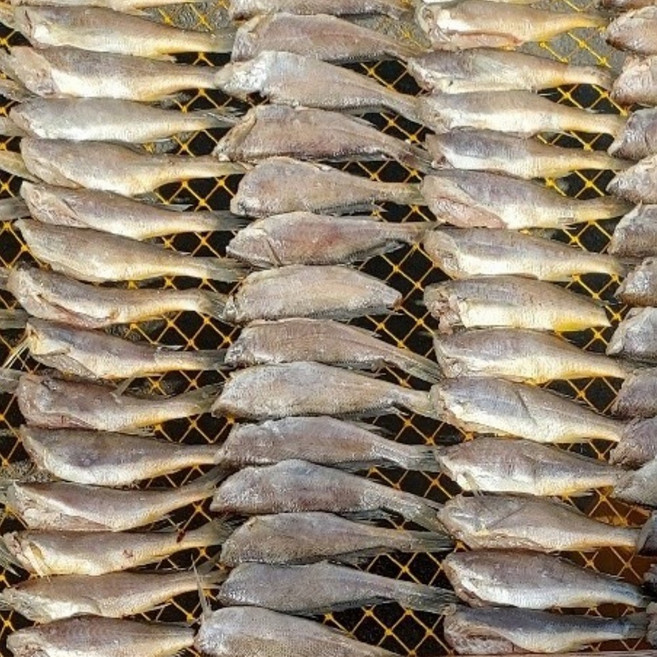 원앤윤 영광 법성포 손질굴비 2kg (1kg x 2팩 kg당 25-30마리)