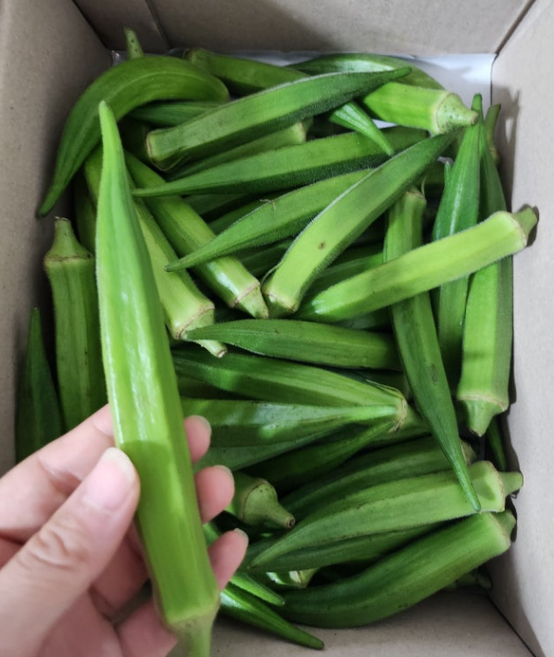 [당진농장] 생오크라 오쿠라 okra 레이디 핑거 점액채소 오크라, 1개, 500g