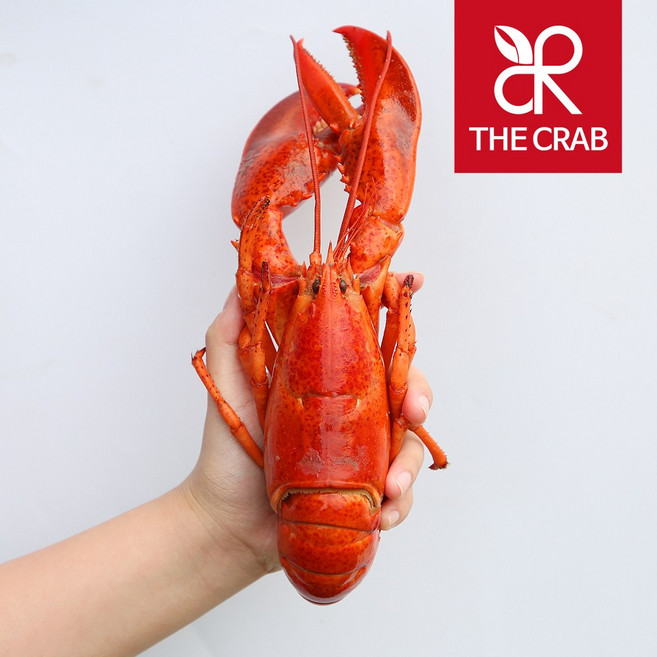 캐나다 자숙랍스타 600g (자숙후350-450g) 냉동 랍스터, 1마리, 600g (실중량 350-450g)