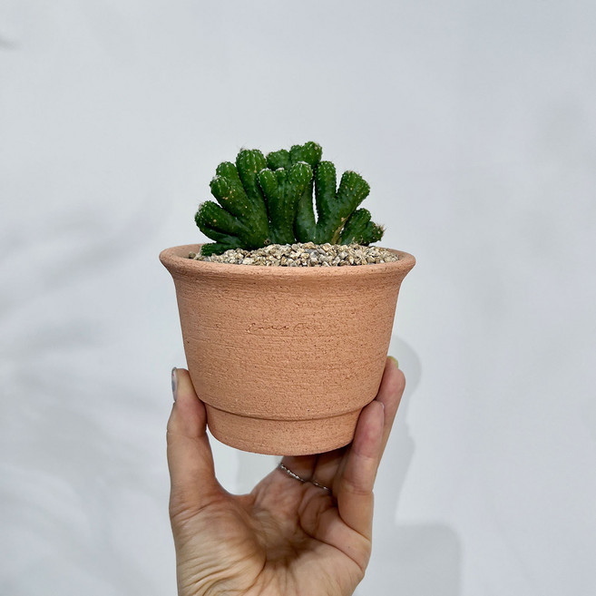 몽글몽글 구름을 닮은 미니화분 구름새 선인장 - 화분 2type, 1개, 코코아 납작토분(받침포함)