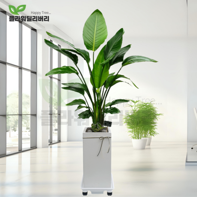 플라워딜리버리 대형여인초 개업 축하화분 극락조 사무실 병원개원 인테리어 오픈 당일꽃배달, 여인초