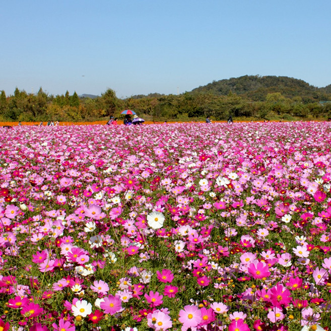 코스모스 씨앗 1kg 봄부터 가을까지 파종가능 발아율최상 온씨드마트, 1개