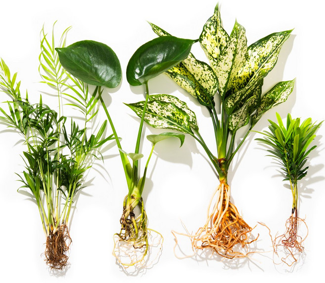 메이크정글 공기정화 수경재배 흙 세척 식물 4종 세트, 몬스테라 + 나한송 + 테이블야자 + 스노우사파이어