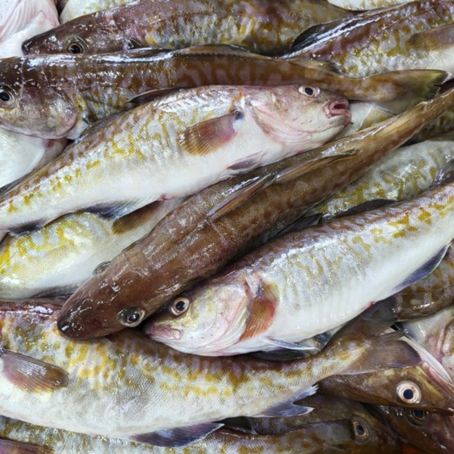 수라한상 동해안 생대구 생선 대구, 1개, 5kg(1-4미)