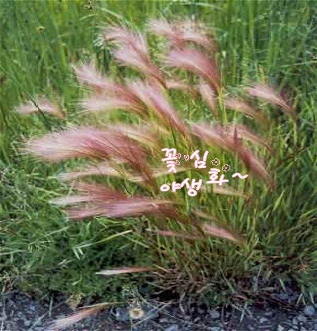 꽃심야생화 여우꼬리보리사초 노지월동다년초 장식그라스 드라이플라워 소품 화분 모종, 3개