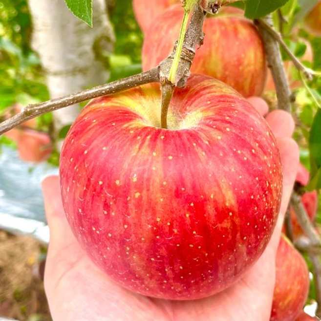 부사사과 3kg 5kg 아삭 달콤 신선과일, 1박스, 3kg (가정용 중과)