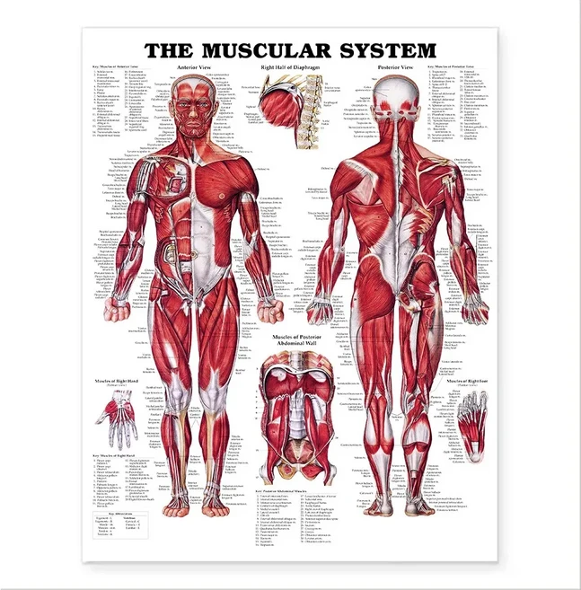 쿠쿠스토어 인체 해부학 의료 골격 근육 시스템 HD 포스터 캔버스 회화 및 데코 홈 룸 예술 장식, 04 20x30cm No Framed, 15 1