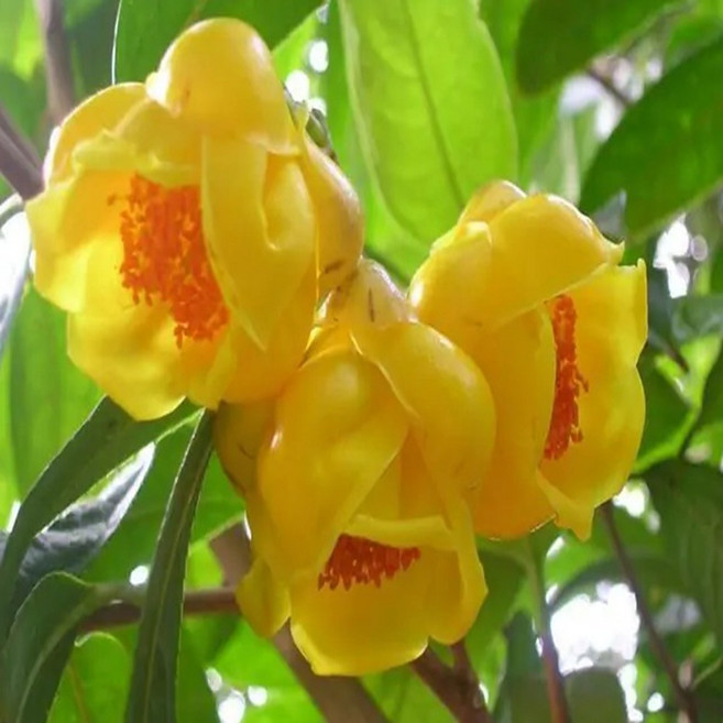 황금동백(1주), 1개