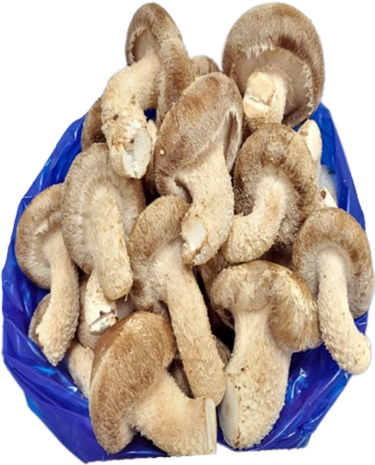 송이송향버섯 송화송고 착한송이 농가직송, 1박스, 식당용(가정용)1kg