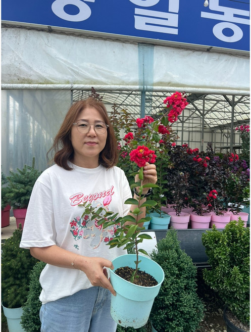 광일농원 다이너마이트 백일홍나무 2년 화분무료배송 배롱나무