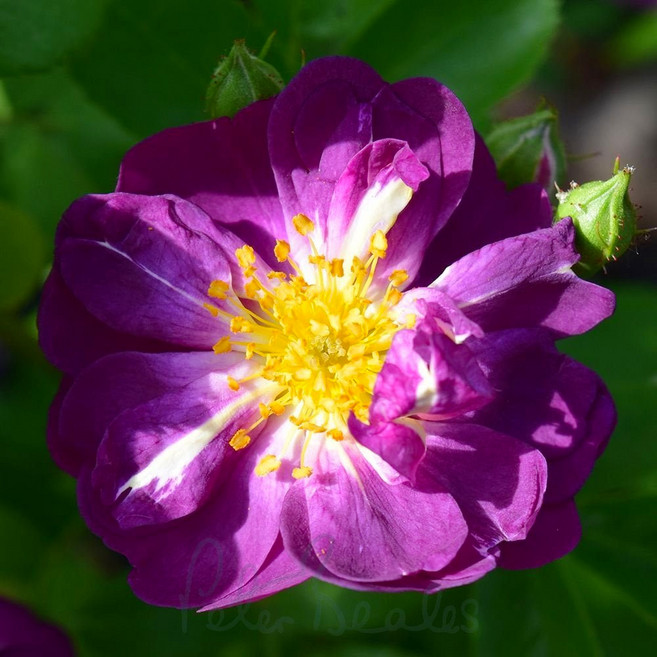 장미 바일첸블라우 19cm화분 장미묘목 미니장미 찔레장미