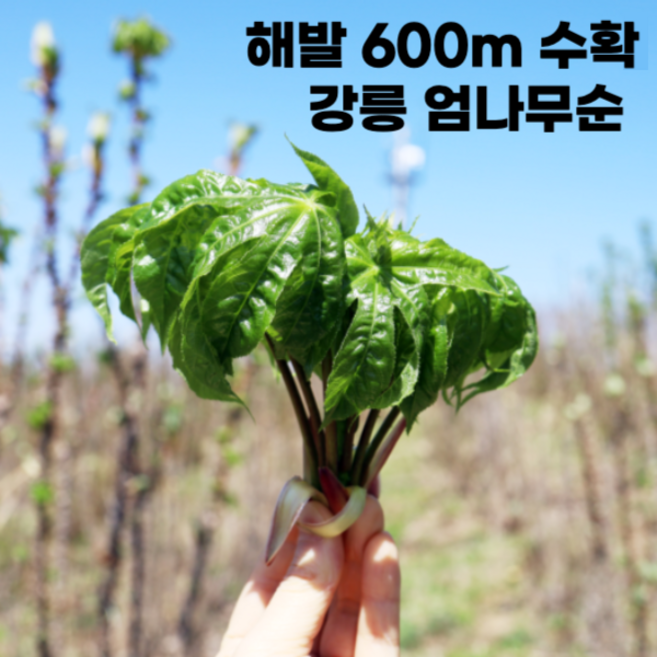 [산지직송] 자연산 개두릅 엄나무순 엄나물, 1개, 1kg