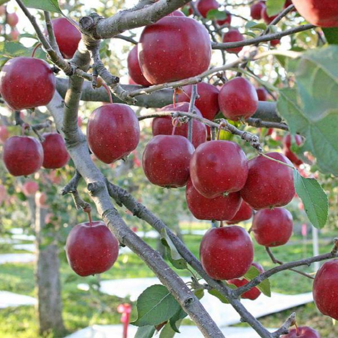 알프스오토메 미니사과나무 묘목 /접목 1년/ 세개묶음 HK081