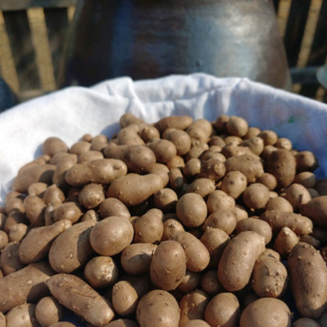 안동산약마을 햇살머금은 더 싱싱하고 깨끗한 햇마씨앗 영여자, 1개, 3kg