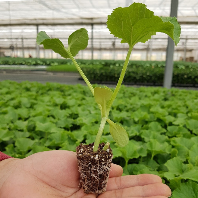 육묘장 직송 주말농장 네트메론모종 머스크메론모종 메론모종 멜론모종 1박스, 1개, 푸띠 육묘장직송 메론모종 5주