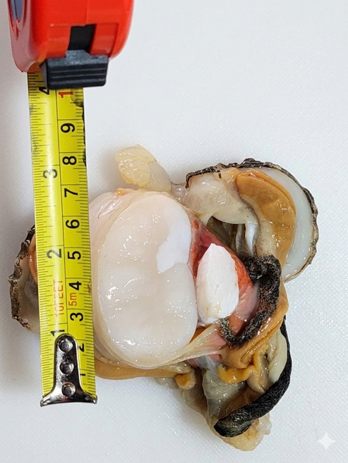 벌교 역전수산 키조개, 1세트, 1.4kg 내외(6마리)