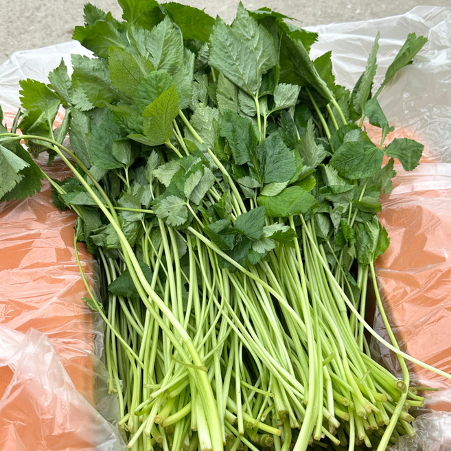 대아프레시 야채 아저씨네 국내산 산지직송 신선 향긋한 참나물 300g 500g 1kg 2kg 4kg, 1박스
