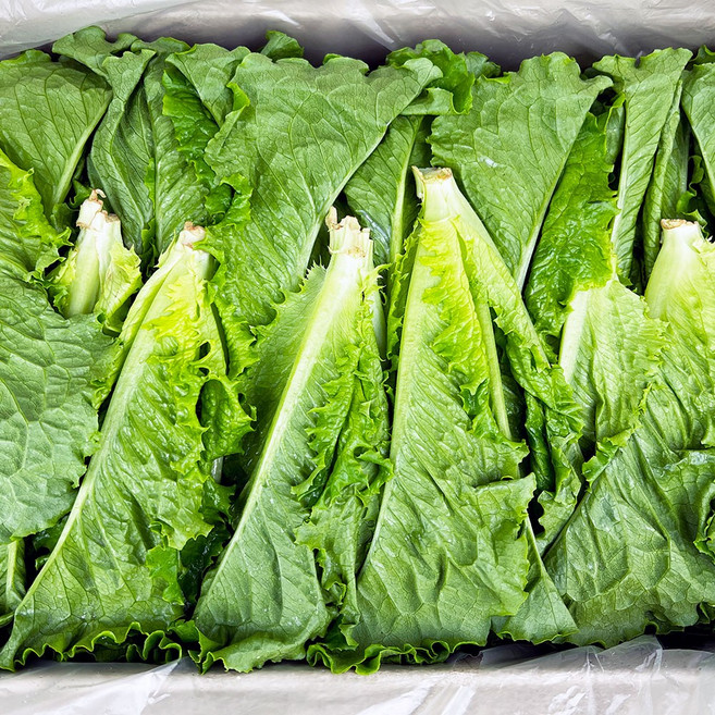 국내산 쫑상추 청상추순 연한상추 쫑청, 1개, 1kg