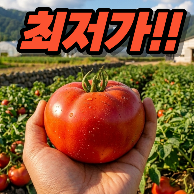 국내산 당일수확 새벽경매 완숙 찰 토마토, 1개, 2.5kg