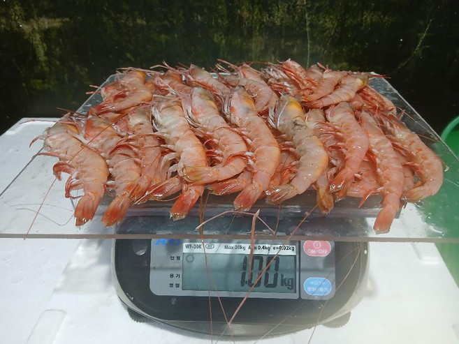 국내산 급냉 달마 새우, 1kg x 1박스