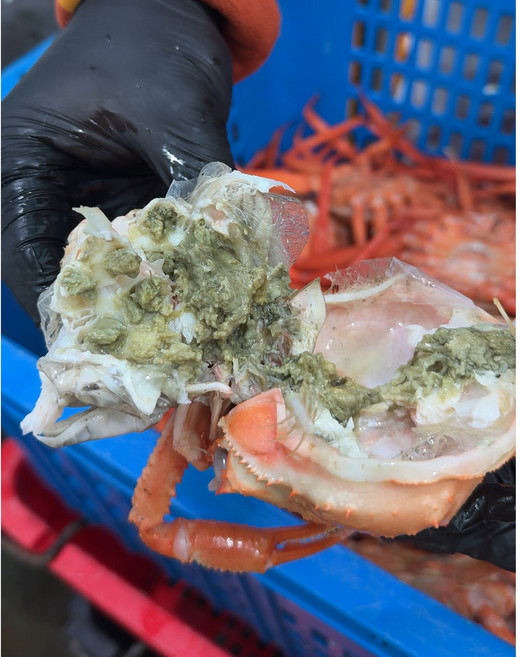 [선주직판] 구룡포 프리미엄 연지홍게 수율 90%내외, 1박스, 2kg